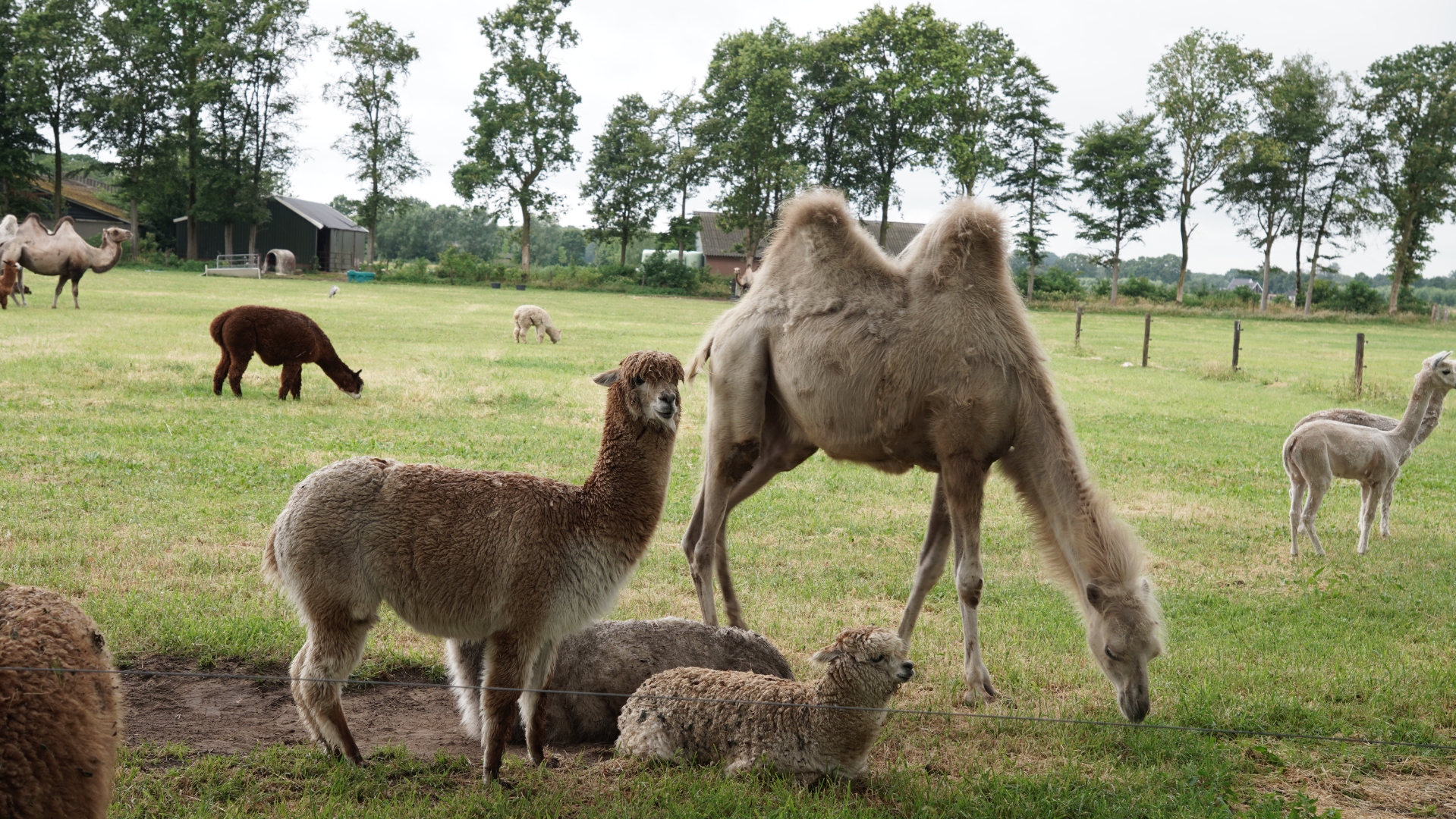 Lifestyle photography with a camel and alpacas at a Dutch farm
