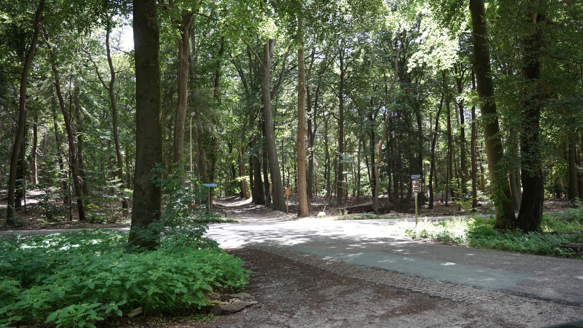 Sunlit forest path, an outdoor portrait location in the Netherlands